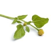 extrakt z plamatky tradicna cinska medicina prirodna kozmetika caremedica