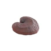 reishi cinska medicina prirodna kozmetika caremedica