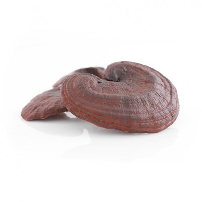 medicinalna vitalna huba reishi mycomedica - tradicna cnska medicina