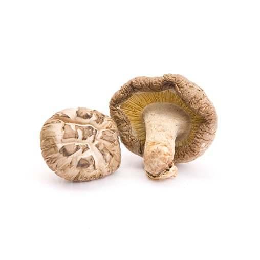 medicinalna vitalna huba shiitake mycomedica - tradicna cinska medicina - posilnenie imunity osteoporoza creva