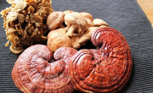 VItálne huby a polysacharidy - BLOG