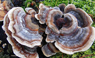 Coriolus a jeho blahodárne účinky