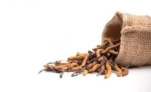 VITA BLOG - Cordyceps v kozmetike