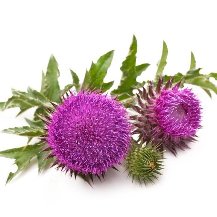 Ostropestrec mariánsky - účinky