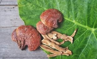 VITA BLOG - Reishi v kozmetike